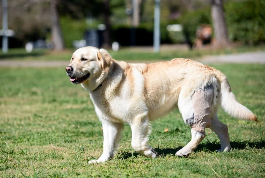 TPLO surgery for dogs at Faith Babirye Veterinary Surgery Katy TX